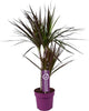 Drachenbaum (Dracaena Magenta) – 70 cm hohe dekorative Zimmerpflanze mit farbigen Blättern.