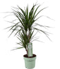 Drachenbaum (Dracaena Marginata) – 70 cm hohe Pflanze für Innenräume, pflegeleicht und luftreinigend.