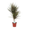 Drachenbaum (Dracaena Bicolor) – 75 cm hohe pflegeleichte Pflanze für Zuhause mit farbigen Blättern.