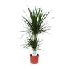 Drachenbaum (Dracaena Marginata) – 75 cm hohe luftreinigende Pflanze für Innenräume.