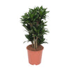 Drachenbaum (Dracaena Compacta) – 80 cm hohe luftreinigende Zimmerpflanze mit kompaktem Wuchs.