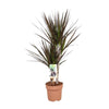 Drachenbaum (Dracaena Magenta) – 80 cm hohe Pflanze für Zuhause, pflegeleicht und dekorativ.
