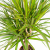 Drachenbaum (Dracaena Marginata) – 90 cm hohe pflegeleichte Pflanze mit exotischem Wuchs, sorgt für ein angenehmes Raumklima.