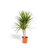 Drachenbaum (Dracaena Marginata) – 90 cm hohe luftreinigende Zimmerpflanze im Topf, ideale pflegeleichte Pflanze für Wohnzimmer, Büro und Schlafzimmer.