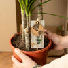 Drachenbaum (Dracaena Marginata) – 90 cm hohe dekorative Pflanze, verbessert die Luftqualität und bringt tropisches Flair ins Zuhause.