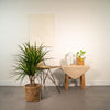 Drachenbaum (Dracaena Marginata) – 90 cm hohe luftreinigende Zimmerpflanze mit schlanken, elegant geschwungenen Blättern, ideal für Büro und Wohnräume.