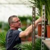 Drachenbaum (Dracaena Marginata) – 90 cm hohe elegante Grünpflanze mit schmalen, farblich akzentuierten Blättern.