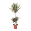 Drachenbaum (Dracaena Bicolor) – 95 cm hohe pflegeleichte Pflanze für Büro und Innenräume.