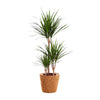 Drachenbaum (Dracaena Marginata) – 95 cm hohe luftreinigende Pflanze für Innenräume.