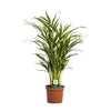 Goldfruchtpalme (Dypsis Lutescens) – 65 cm hohe pflegeleichte Zimmerpflanze mit luftreinigenden Eigenschaften.