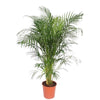 Dypsis Lutescens als luftige XL Areca-Palme begeistert mit schlanken, geschwungenen Wedeln – ideal für ein natürliches, exotisches Ambiente.
