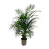 Dypsis Lutescens, die Areca-Palme, ist eine klassische XL Zimmerpflanze mit dichtem, grünem Blätterwerk für frische Raumgestaltung.