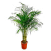 Dypsis Lutescens, die Areca-Palme, bringt mit ihren filigranen, fächerartigen Wedeln tropisches Flair in jedes Zuhause – eine elegante XL Pflanze.