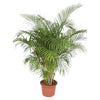 Areca Palme Dypsis Lutescens 200 cm XXL – Exotische Palme mit dichten, geschwungenen Blättern. Perfekt für tropisches Ambiente in Innenräumen.