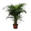 Areca Palme Dypsis Lutescens 230 cm – Tropische XXL-Palme mit elegantem Wuchs. Verleiht Räumen ein luftiges, exotisches Flair.