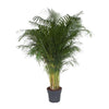 Goldfruchtpalme Dypsis Lutescens 200 cm XXL – Tropische Schönheit mit feinen, luftigen Blättern. Ideal für lichtdurchflutete Innenräume.