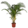Goldfruchtpalme Dypsis Lutescens 240 cm XXL – Majestätische Palme mit üppigem Laub. Verleiht Wohnräumen und Büros eine grüne, tropische Atmosphäre.