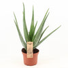 Echte Aloe (Aloe Vera) – 70 cm hohe Heilpflanze für Zuhause, ideal für Innenräume.