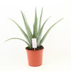 Echte Aloe (Aloe Vera) – 70 cm hohe Heilpflanze für Zuhause, ideal zur Luftreinigung.