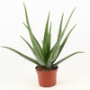 Echte Aloe (Aloe Vera Pflanze) – 70 cm hohe pflegeleichte Zimmerpflanze mit luftreinigenden Eigenschaften.