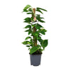 Efeutute (Scindapsus Epipremnum) – 80 cm hohe Hängepflanze für Innenräume, luftreinigend und pflegeleicht.