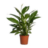 Einblatt (Spathiphyllum Vivaldi) – 70 cm hohe luftreinigende Pflanze mit eleganten weißen Blüten.