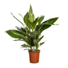Einblatt (Spathiphyllum Bingo Cupido) – 80 cm hohe luftreinigende Pflanze mit edlen weißen Blüten.