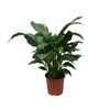 Einblatt (Spathiphyllum Sweet Silvana) – 80 cm hohe luftreinigende Pflanze mit eleganten weißen Blüten.