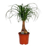 Elefantenfuß (Beaucarnea Nolina) – 60 cm hohe dekorative Zimmerpflanze mit charakteristischem Stamm.