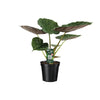 Elefantenohr (Alocasia Wentii) – 70 cm hohe exotische Zimmerpflanze mit auffälligen Blättern, ideal für Wohnzimmer und Büro.