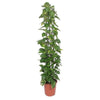 Epipremnum Aureum, die Goldene Efeutute am Gitter, bildet dichte, herabhängende Ranken – eine beeindruckende XL Zimmerpflanze für grüne Wände.