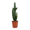 Dreikantige Wolfsmilch (Euphorbia Trigona Rubra) – 90 cm hohe exotische Pflanze mit auffälliger Wuchsform.