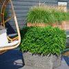 Bambus (Fargesia Moontears) – 70 cm hohe winterharte Bambuspflanze für Terrasse und Garten.