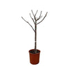 Feigenbaum (Ficus Carica) – 100 cm hohe Pflanze für Balkon und Garten mit essbaren Früchten.