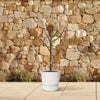 Feigenbaum (Ficus Carica) – 100 cm hohe Pflanze für Balkon und Garten mit essbaren, süßen Früchten.