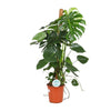 Fensterblatt (Monstera Deliciosa) – 105 cm hohe dekorative Zimmerpflanze mit großen, grünen Blättern.