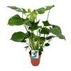 Fensterblatt (Monstera Deliciosa) – 60 cm hohe exotische Pflanze für Zuhause, dekorative und pflegeleichte Zimmerpflanze.