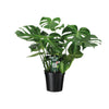 Fensterblatt (Monstera Deliciosa) – 65 cm hohe exotische Zimmerpflanze mit großen Blättern, perfekt für Innenräume.