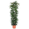 Epipremnum Pinnatum, auch Rhaphidophora genannt, ist eine kletternde XL Pflanze mit tief geschlitzten Blättern für den perfekten Urban Jungle-Look.