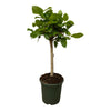 Ficus Alii King als Säule wächst schlank und elegant – eine exklusive XL Pflanze für ein luxuriöses, grünes Wohnambiente.