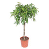 Ficus Altissimo Variegata, der bunt panaschierte Ficus, setzt mit seinen hellgrünen und gelben Blättern außergewöhnliche Akzente als XL Pflanze.