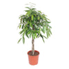 Ficus Amstel King begeistert mit seinem dichten, schmalen Laub und elegantem Wuchs – eine moderne XL Zimmerpflanze für stilvolle Raumgestaltung.