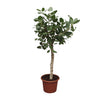 Ficus Benghalensis Baum 200 cm – Imposanter Ficus-Baum mit kräftigen Blättern. Perfekt für große Wohnbereiche oder Wintergärten.