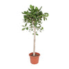 Ficus Benghalensis Baum 190 cm – Tropischer Ficus-Baum mit dichter Belaubung. Ein grünes Highlight für Innenräume.
