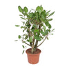 Ficus Benghalensis vertakt, der verzweigte Banyanbaum, beeindruckt mit seinem dichten Wuchs und ist eine besondere XL Pflanze für große Räume.