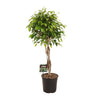 Ficus Benjamina Exotica als kompakte XL Pflanze begeistert mit ihrer filigranen Blattstruktur – eine klassische Zimmerpflanze mit natürlichem Charme.