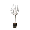 Echter Feigenbaum Ficus Carica 250 cm – Fruchttragender XXL-Baum mit dekorativem Laub. Bringt mediterranes Flair in Gärten und Wohnräume.