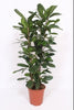 Ficus Cyathistipula, der Afrikanische Feigenbaum, ist eine pflegeleichte XL Pflanze mit glänzenden Blättern – perfekt für ein grünes Ambiente.