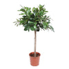 Ficus Cyathistipula beeindruckt mit seiner üppigen, buschigen Wuchsform – eine exotische XL Pflanze für Wohn- und Büroräume.