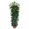 Ficus Cyathistipula, der Afrikanische Feigenbaum als Säule, überzeugt mit dichtem, grünem Laub – eine robuste XL Zimmerpflanze für stilvolle Räume.